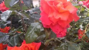 Непрерывноцветущая роза Вестерленд ? (Westerland) или прекрасная незнакомка?