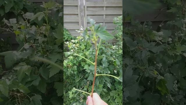 Черная смородина , как добиться крупных ягод и урожая