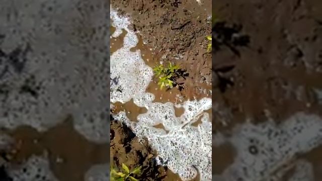 Борьба с медведкой, часть1