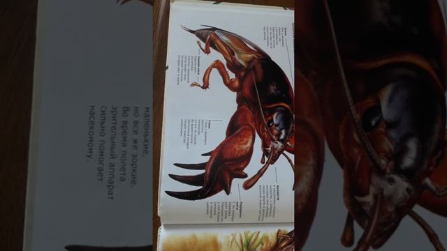 ЧИТАЮ О НАСЕКОМЫХ 1-МЕДВЕДКА. смотреть онлайн