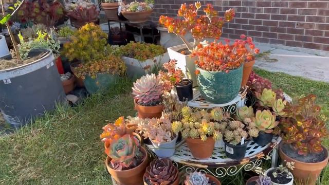 Morning Sunlight & Succulents แดดเช้าปัจจัยสำคัญในการขึ้นสีของไม้อวบน้ำ กุหลาบหิน #50 смотреть онлайн