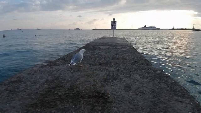 Рыбалка в Сочи. Пошел лобан смотреть онлайн