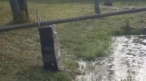 Выращивание карпа в пруду зимой.