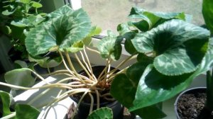 Подура или ногохвостка - методы борьбы.