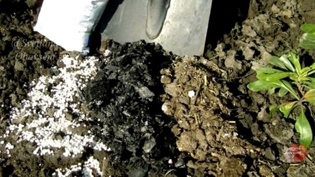 СРОЧНО ПОДКОРМИ СЛИВУ И ВИШНЮ ОСЕНЬЮ ЭТИМИ УДОБРЕНИЯМИ.УРОЖАЙ УДИВИТ ВАС. смотреть онлайн