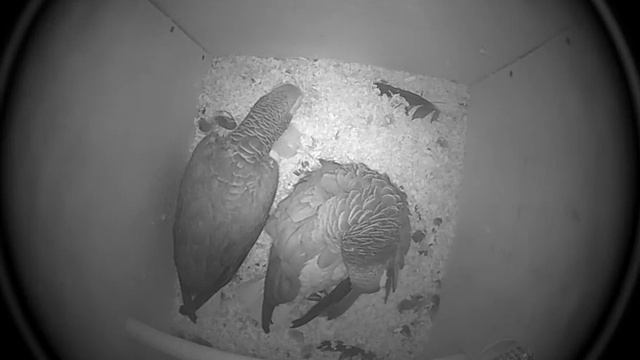 Содержание жако.