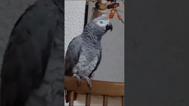 Как здоровье? Ой ПАПОЧКИ ! Доброе утро серенький КОТ!.. смотреть онлайн