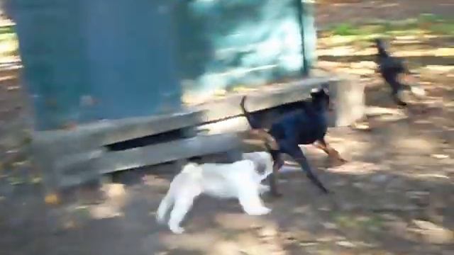 Doberman, Rottweiler, Shih tzu and Jack russel смотреть онлайн