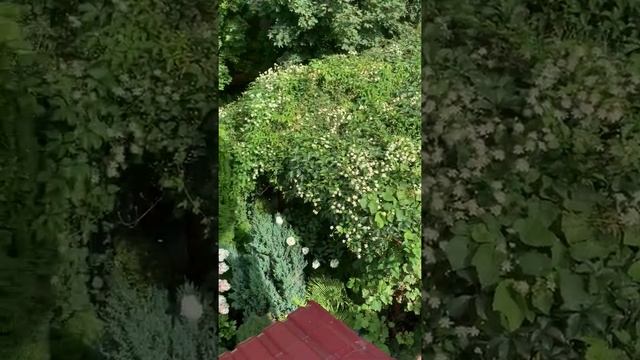 Навес для машины из растений