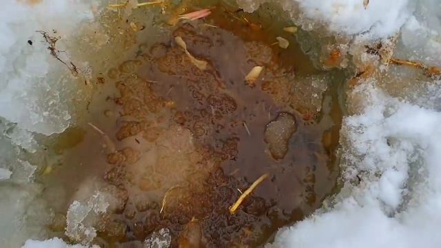 32.? ВЫЖИВАНИЕ в лесу ЗИМОЙ _ ДОБЫВАНИЕ И ПРИГОТОВЛЕНИЕ ЕДЫ _ ЧЕМ ПИТАТЬСЯ ЗИМОЙ В ЛЕСУ _ БУШКРАФТ смотреть онлайн