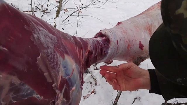 Как освежевать косулю, как снять шкуру с косули, как разделать косулю смотреть онлайн