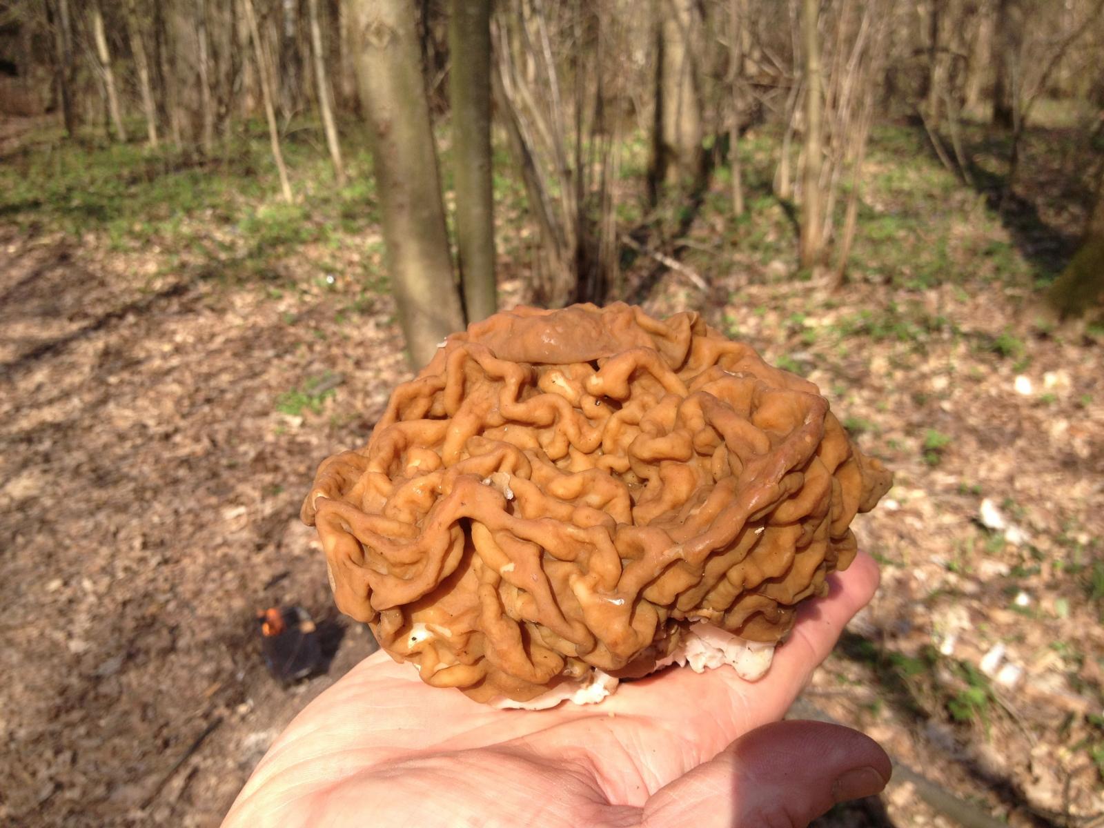 Маринование строчков гигантских.mp4