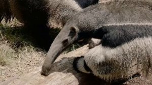 Что едят муравьеды