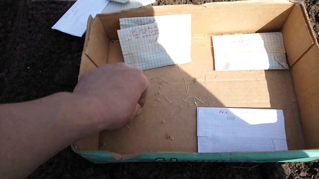 5 апреля. Сею лук чернушку. смотреть онлайн