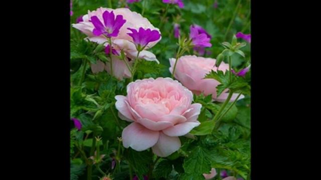 Влад. Семенов В ПОИСКАХ ЛОТОСА ч.18 ч.19 и Заключительная