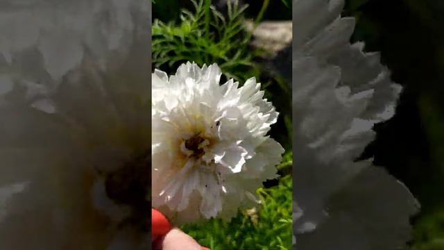 белые махровые космеи смотреть онлайн
