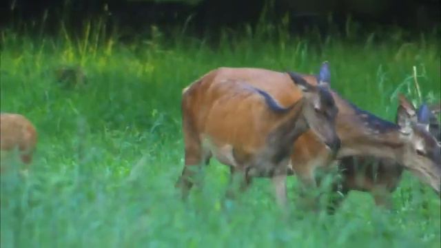 Дикая природа Дании смотреть онлайн