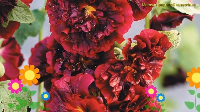 Мальва розовая Спринг Селебрейтис Кримсон. Краткий обзор malva rosea Spring celebrities crimson смотреть онлайн