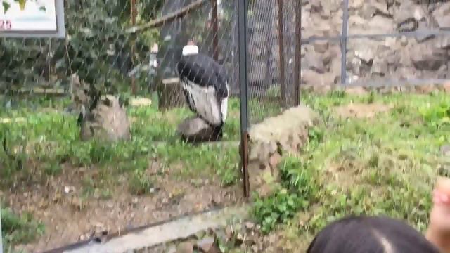 Зоопарк в Алма-ате. Казахстан. смотреть онлайн