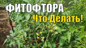 Когда и чем опрыскивать томаты от фитофтороза? Главное профилактика!