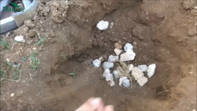 Посадка лилии - 7dach смотреть онлайн