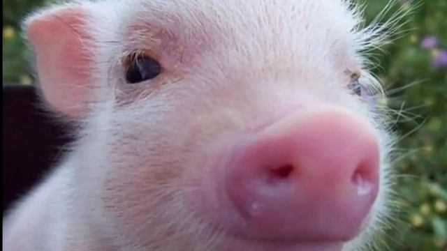 6 ПОДПИСЧИКОВ смотреть онлайн