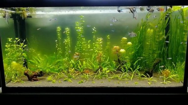 Запустил неонов в новый аквариум #NIK_72