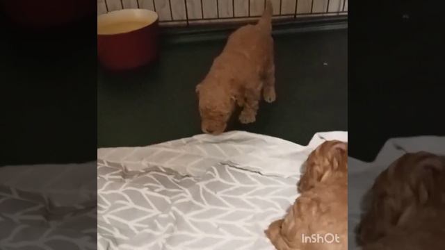 Трехнедельные щенки миниатюрного пуделя отдыхают. смотреть онлайн