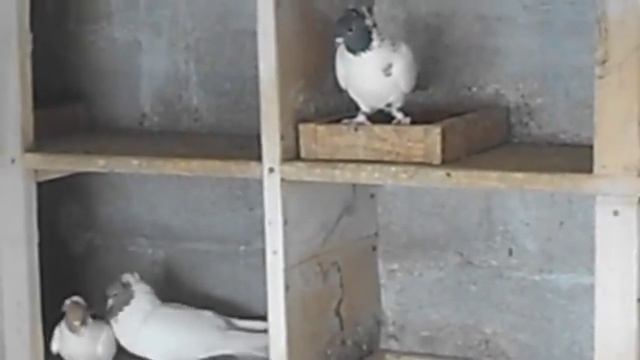 Tauben / Pigeons / Иранские бойные голуби (Виталий Никульча , с. Борисовка, Украина )