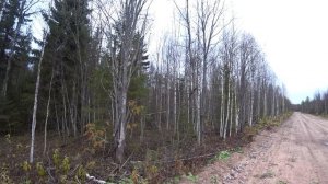 пенсионная охота в Архангельской области на зайца с р.г. Радой. 20.10.23 г.