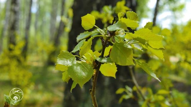 Sounds of a forest bird song. Birch forest. 12 hour version. Wildlife, for relax, sleep, meditation смотреть онлайн