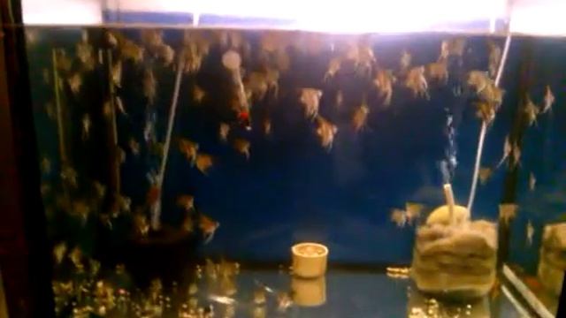 Подросток Нанай и аэрлифт смотреть онлайн