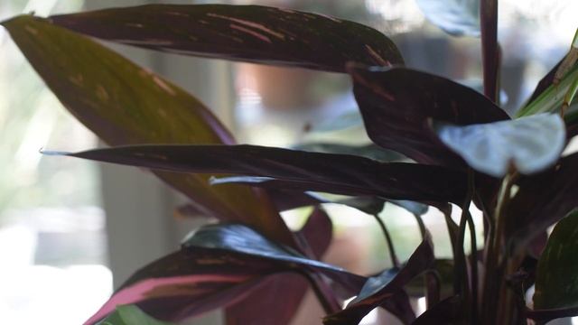 Prayer Plants: Who's the Queen of Divas? смотреть онлайн