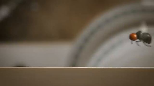 Minuscule - Microzondes