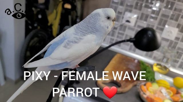 СЬОМГА - НАЙ-ДОБРАТА РЕЦЕПТА - МОЖЕ ДА СЕ ПРИЛОЖИ И ЗА ДРУГ ВИД РИБА - RECIPE FOR SALMON а.С.м смотреть онлайн