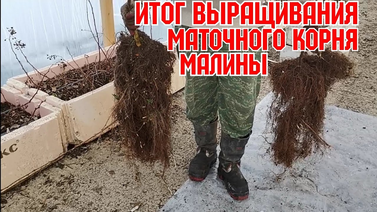 Итог выращивания маточного корня малины! смотреть онлайн