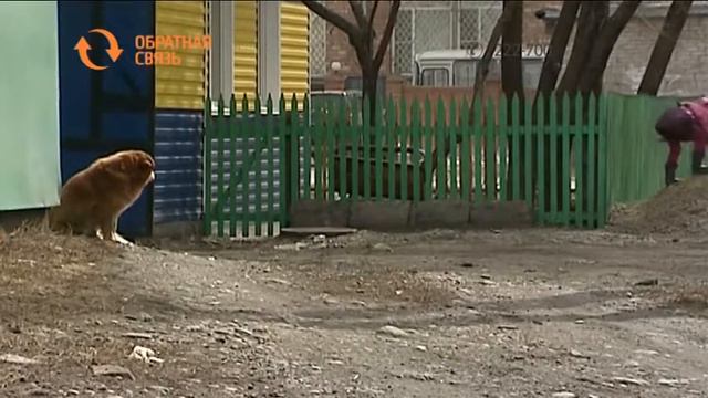 Кому в Абакане жаловаться на бродячих собак? смотреть онлайн