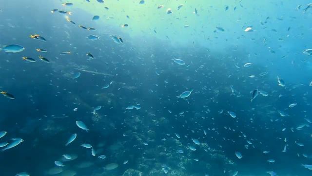 Wildlife Watching In Australia & New Zealand 2019