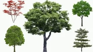 Изучаем деревья. Деревья для детей. смотреть онлайн