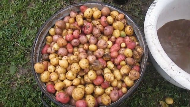 Просто обычный день//варим картошку//первая дыня//деревенские будни смотреть онлайн