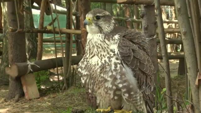 Секреты Соколиной Охоты В МИРЕ ЖИВОТНЫХ beak смотреть онлайн