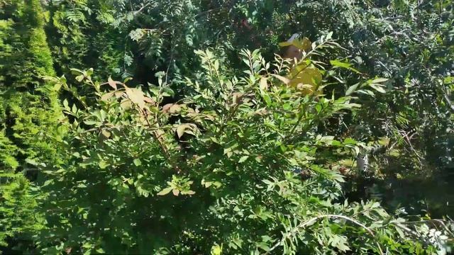 Летняя декоративная стрижка лиственных и хвойных растений. смотреть онлайн