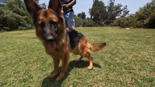 Mini Germany Of India 😳 German Shepherd के लिए मशहूर है OOTY 😳😳 смотреть онлайн