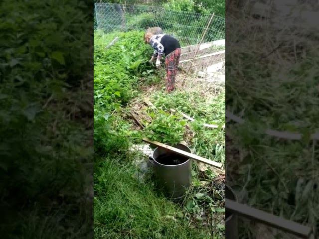 Борьба с крапивой смотреть онлайн