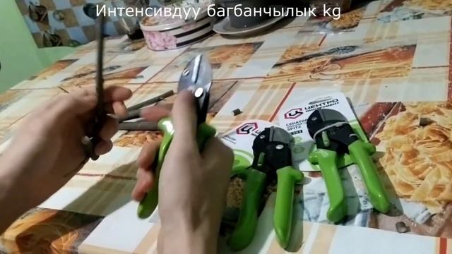 Железный Секатор (Кучтуу секатор ) Видео ОБЗОР Кенештер смотреть онлайн