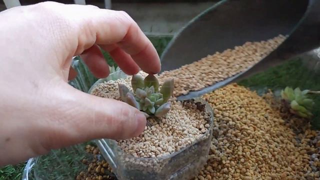 多肉初心者　窮屈になった多肉たちの植え替えします。 смотреть онлайн