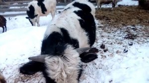 откорм быков содержание на улице в зимний период