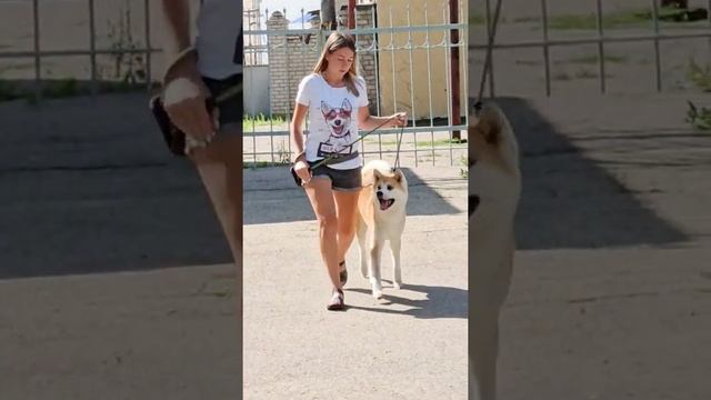 Akita dog breed. / Акита. смотреть онлайн