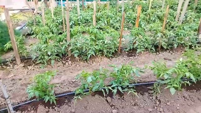 ТРИХОДЕРМИН для ТОМАТОВ! Применение и польза! Уход! смотреть онлайн