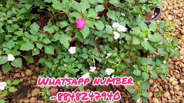 Plants Sale Video ₹ 10 Onwards  || Online Low Rate Plant Sale